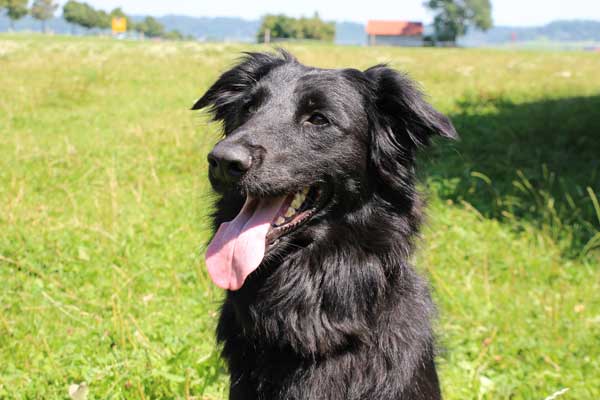 Hund gruene Wiese