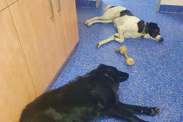 Hunde Spielzeitende