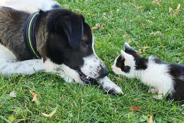 Hunde Katze beste Freunde