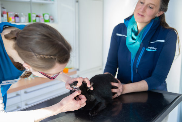 Zahnbehandlung in der Tierarztpraxis Bad Grönenbach im Bereich Kleintiere
