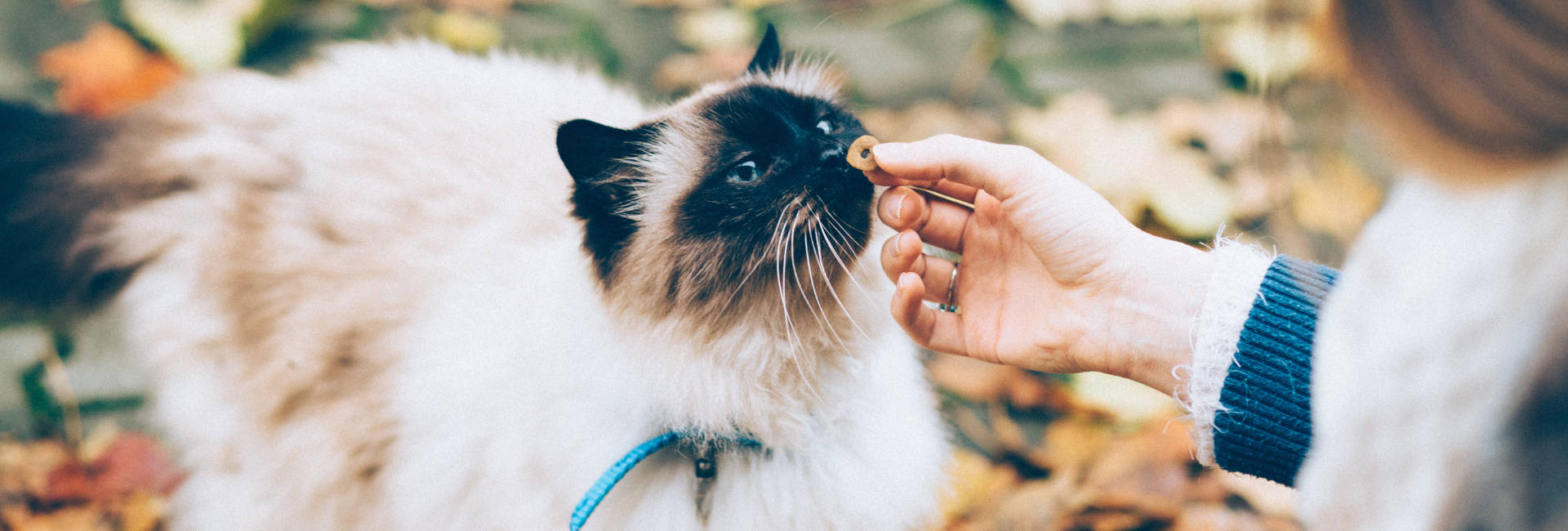 Tierhalterin füttert Katze mit Leckerli