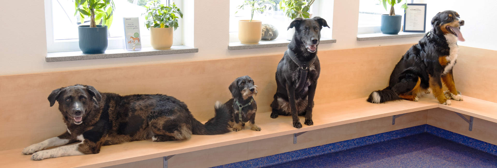 Hunde im Wartezimmer in der Tierarztpraxis Bad Grönenbach