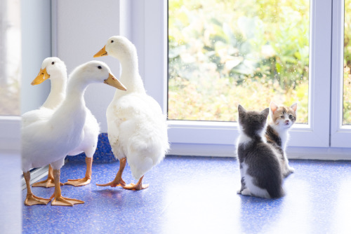 Gänse und Katzen warten auf Ihre Behandlung in der Tierarztpraxis Bad Grönenbach