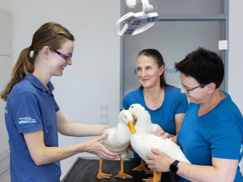 Gänse in Behandlung in der Tierarztpraxis Bad Grönenbach