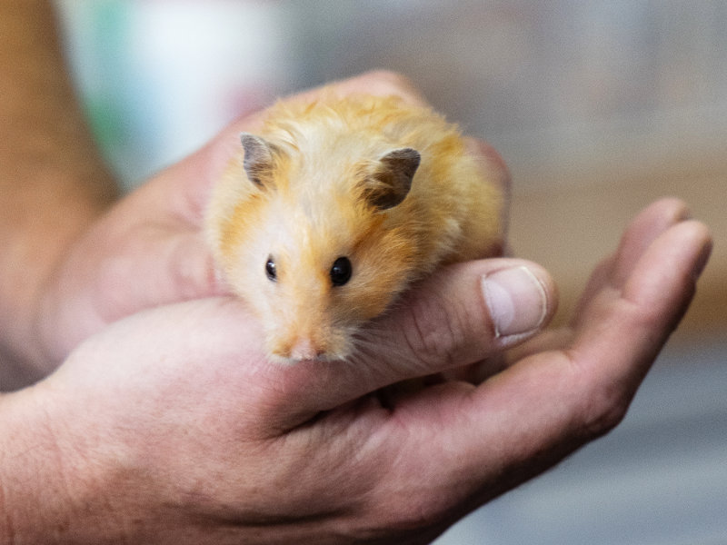 Meerschweinchen, Nager und mehr in der Tierarztpraxis Bad Grönenbach