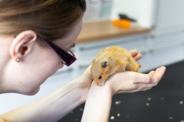 Meerschweinchen bei der Vorsorge in der Tierarztpraxis Bad Grönenbach
