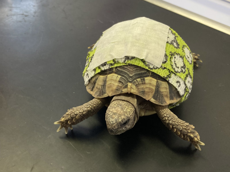 Schildkröte wird verarztet in der Tierarztpraxis Bad Grönenbach
