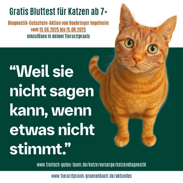 Diagnostik-Gutschein-Aktion von Boehringer Ingelheim für Katzen ab 7+ Jahre