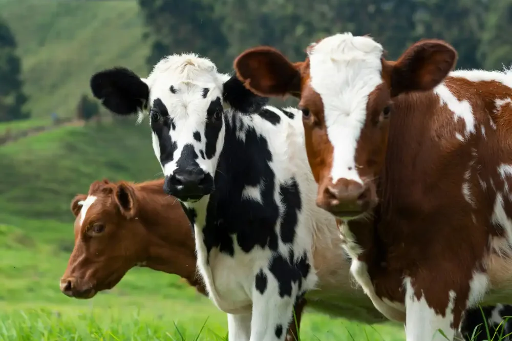 Rinder auf der Wiese