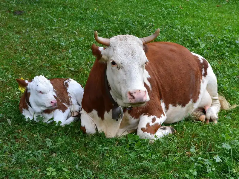 Kuh und Kälbchen liegend in der Wiese
