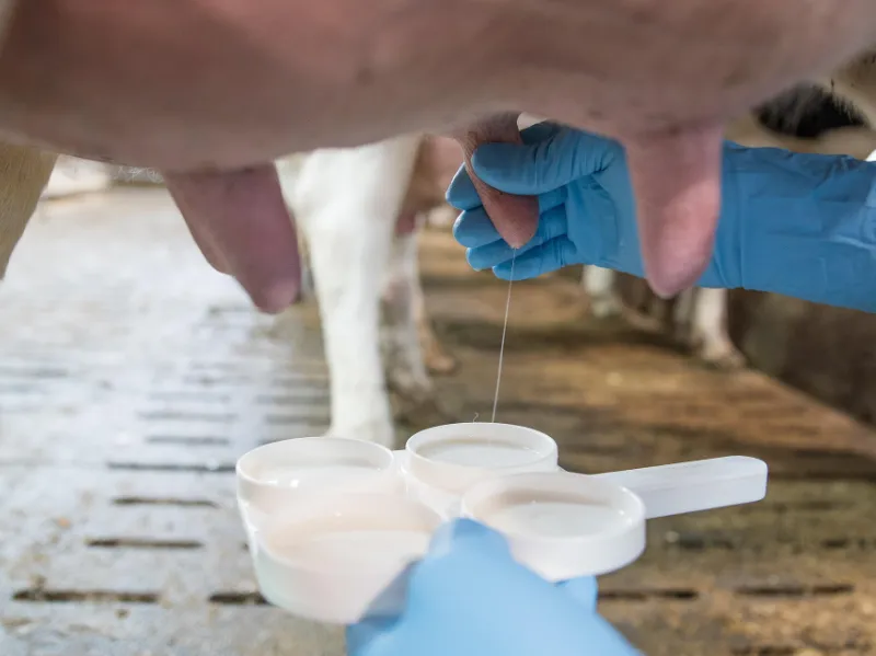 Einer Kuh wird zu weiteren Auswertungen gemolken