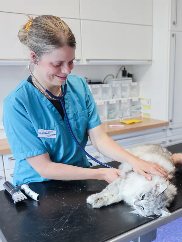 Tierärztin mit einer liegenden Katze auf dem Behandlungstisch