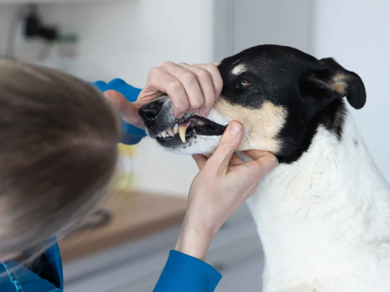 Tierärztin untersucht die Zähne eines Hundes