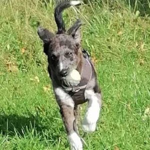 Hund Park Auslauf Hund Park Auslauf