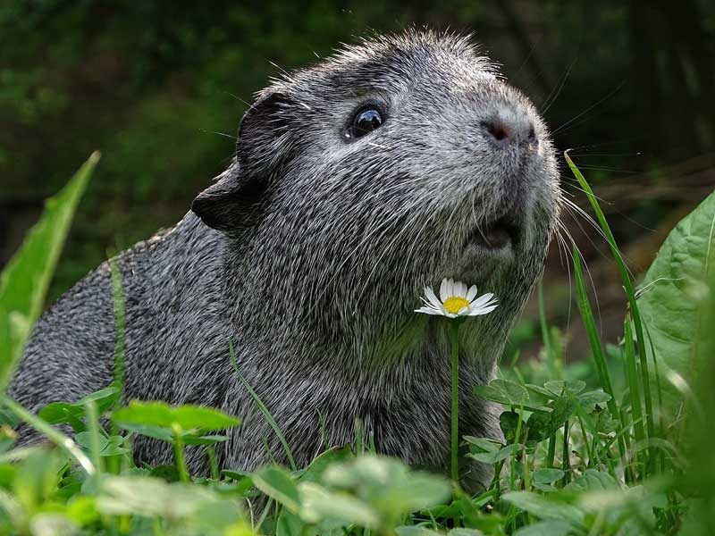 Meerschweinchen Meerschweinchen